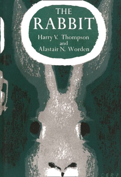 The Rabbit