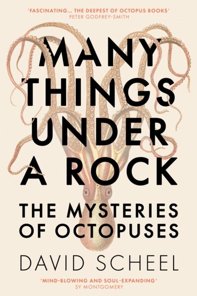 Many Things Under a Rock : The 'mind-blowing' book that reveals the mysteries of the octopus, perfect for all science enthusiasts and fans of David Attenborough book cover