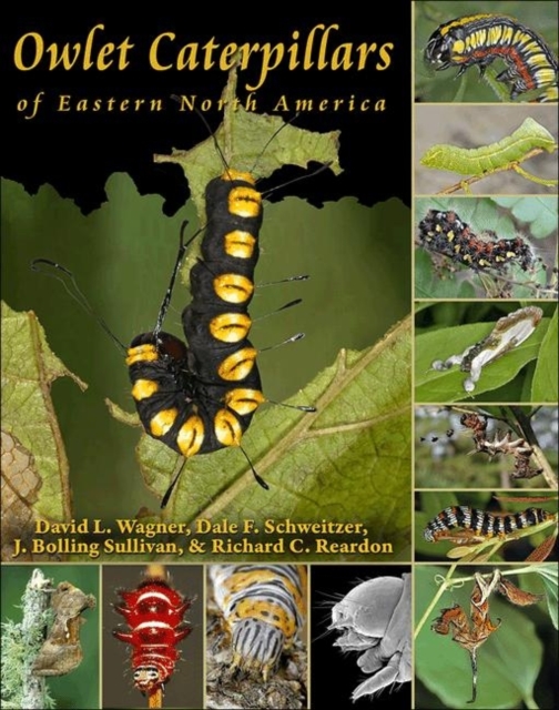 Owlet Caterpillars of Eastern North America book cover