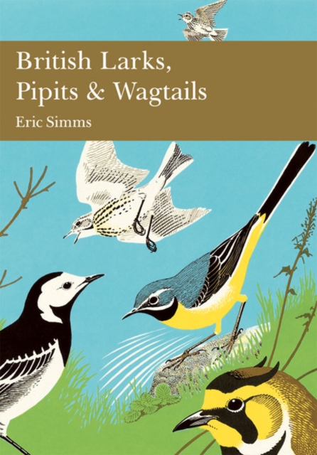 British Larks, Pipits and Wagtails : 78