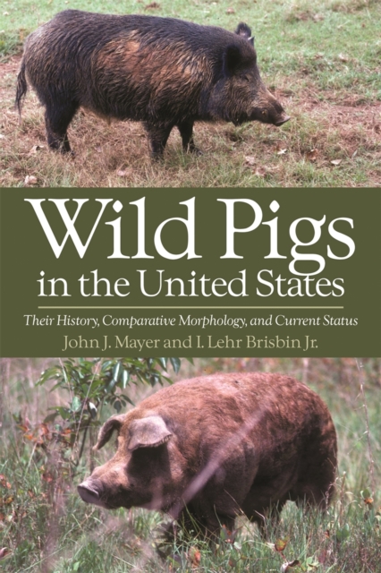 Wild Pigs in the United States : Their History, Comparative Morphology, and Current Status