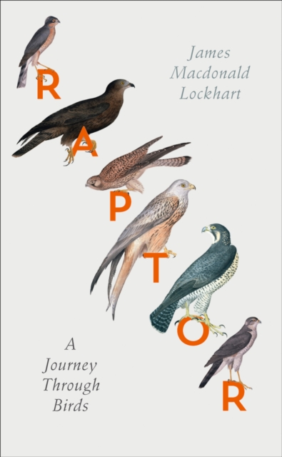Raptor : A Journey Through Birds