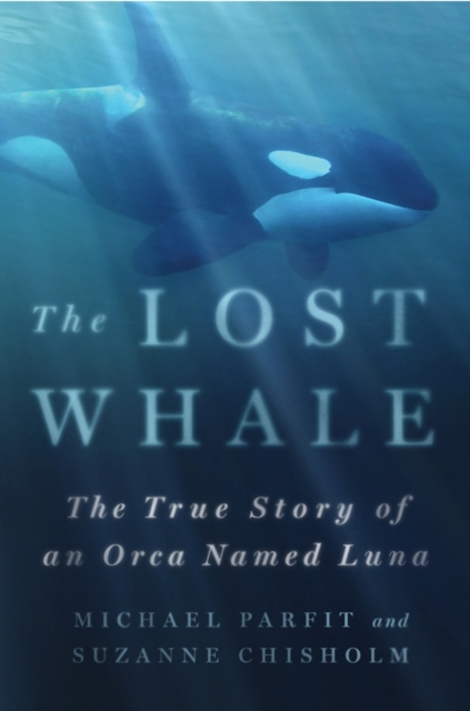 Lost Whale : The True Story of an Orca Named Luna book cover